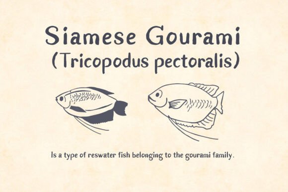Gurame Font - Featured Image